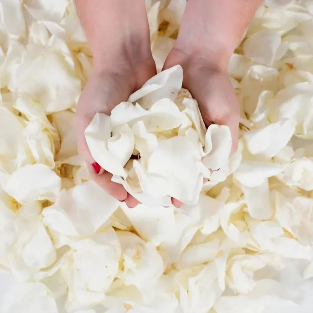 NEW ELEGANT LARGE DECORATIVE ARTIFICIAL WHITE ROSE PETALS 1000 PIECE PACKAGE